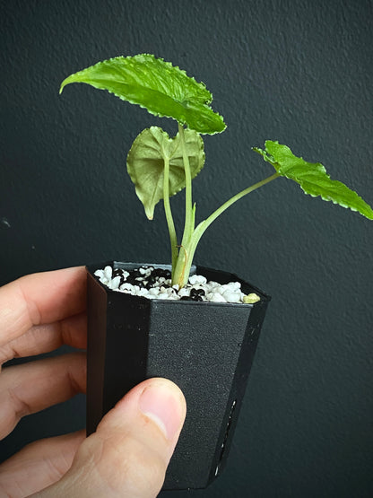 Alocasia Olanii | 5 cm pot [B]