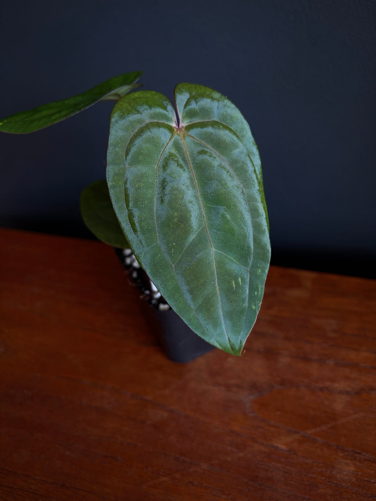Anthurium Red Vein Dark Phoenix | 7 cm pot [B]