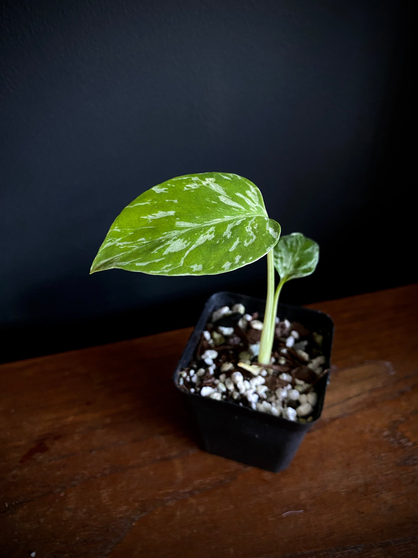 Monstera Deliciosa Bulbasaur | 6 cm pot [B]