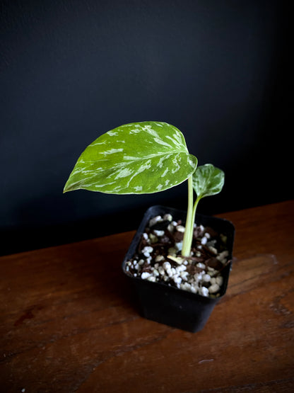 Monstera Deliciosa Bulbasaur | 6 cm pot [B]