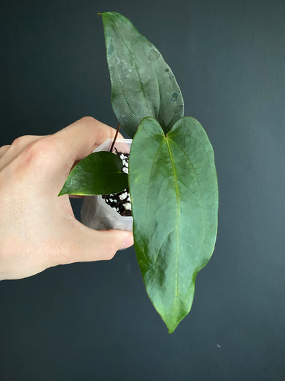 Anthurium Papillaminum (Ree Gardens x RL) X RLFS | 7 cm pot [C]