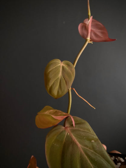 Philodendron Micans pink variegata (low var) | 7 cm pot