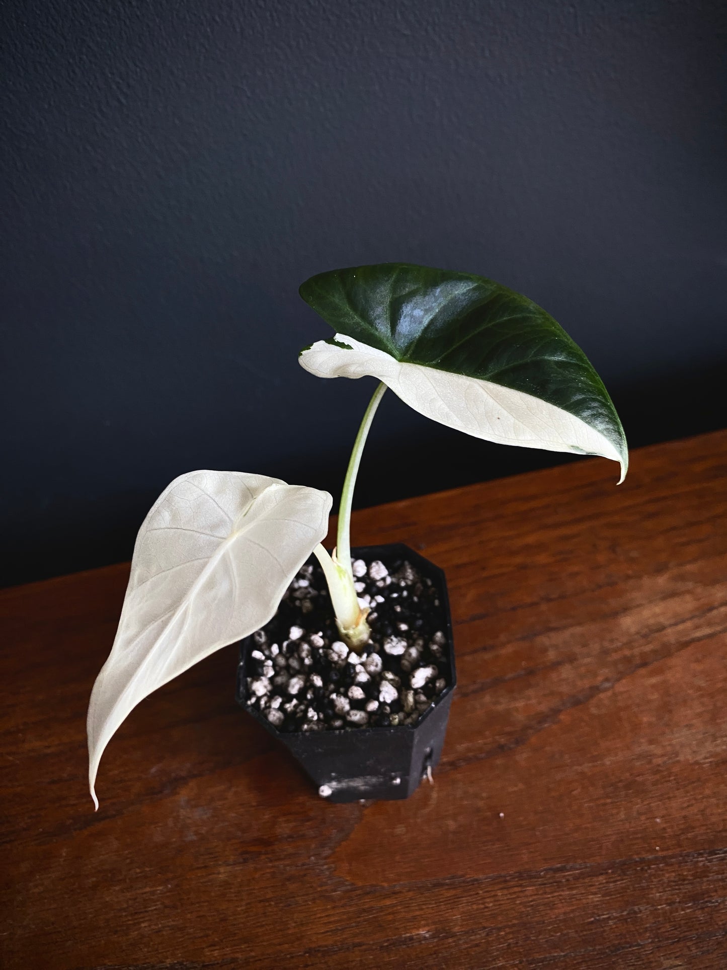 Alocasia Regal Sheilds albo variegated | 5 cm pot [A]