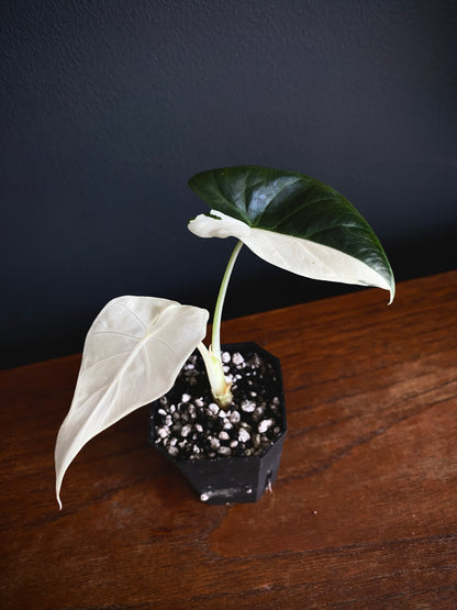Alocasia Regal Sheilds albo variegated | 5 cm pot [A]