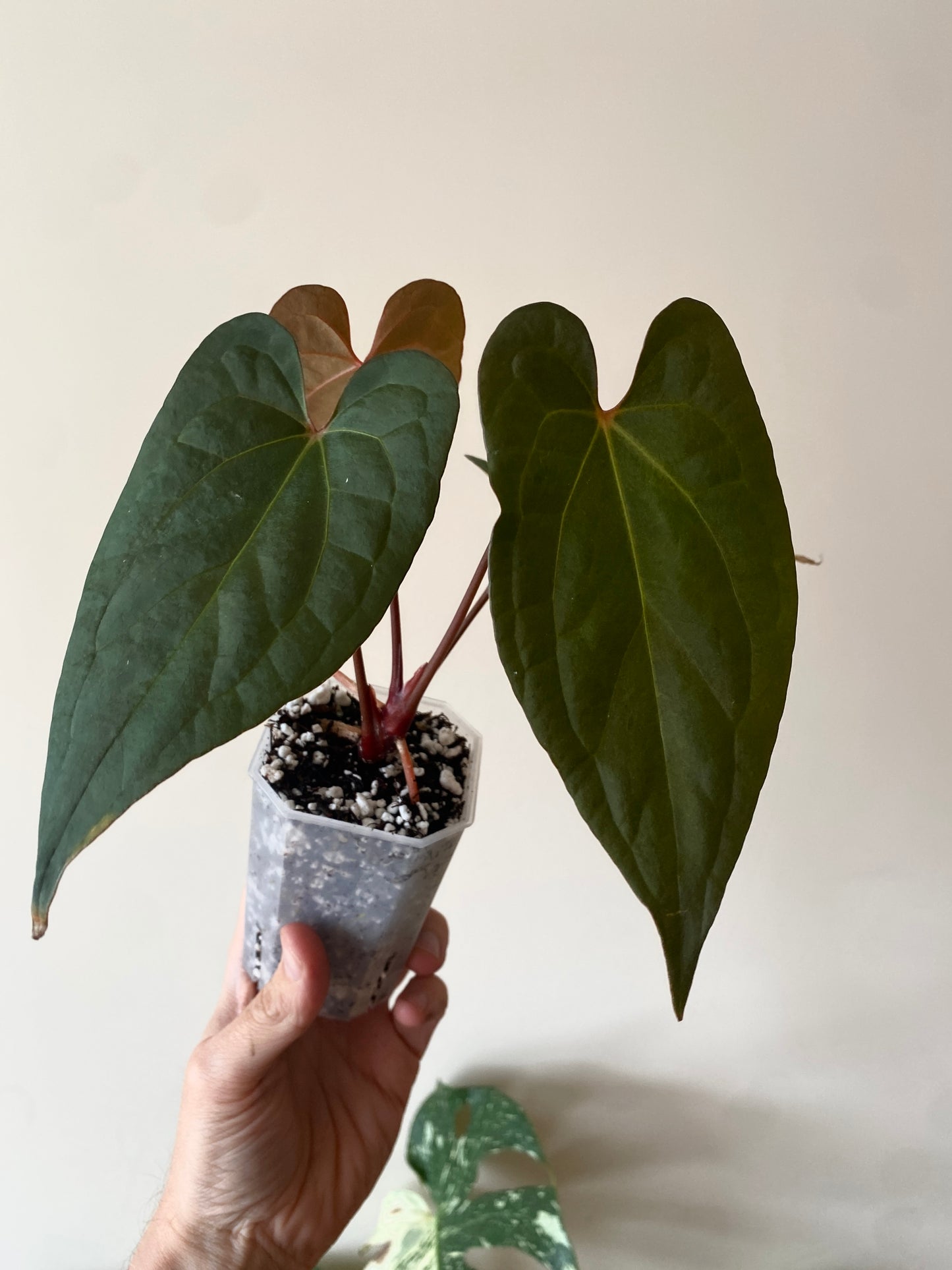 Anthurium Pap var X RVDP mint variegated | 7 cm pot