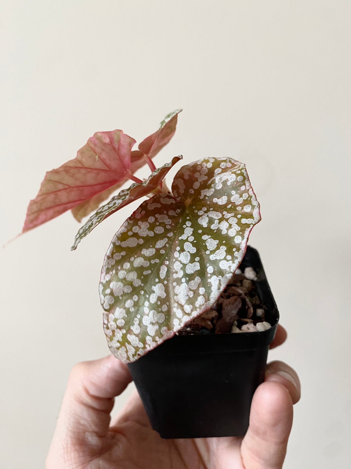 Begonia Snow Capped Pink variegated | 7 cm pot