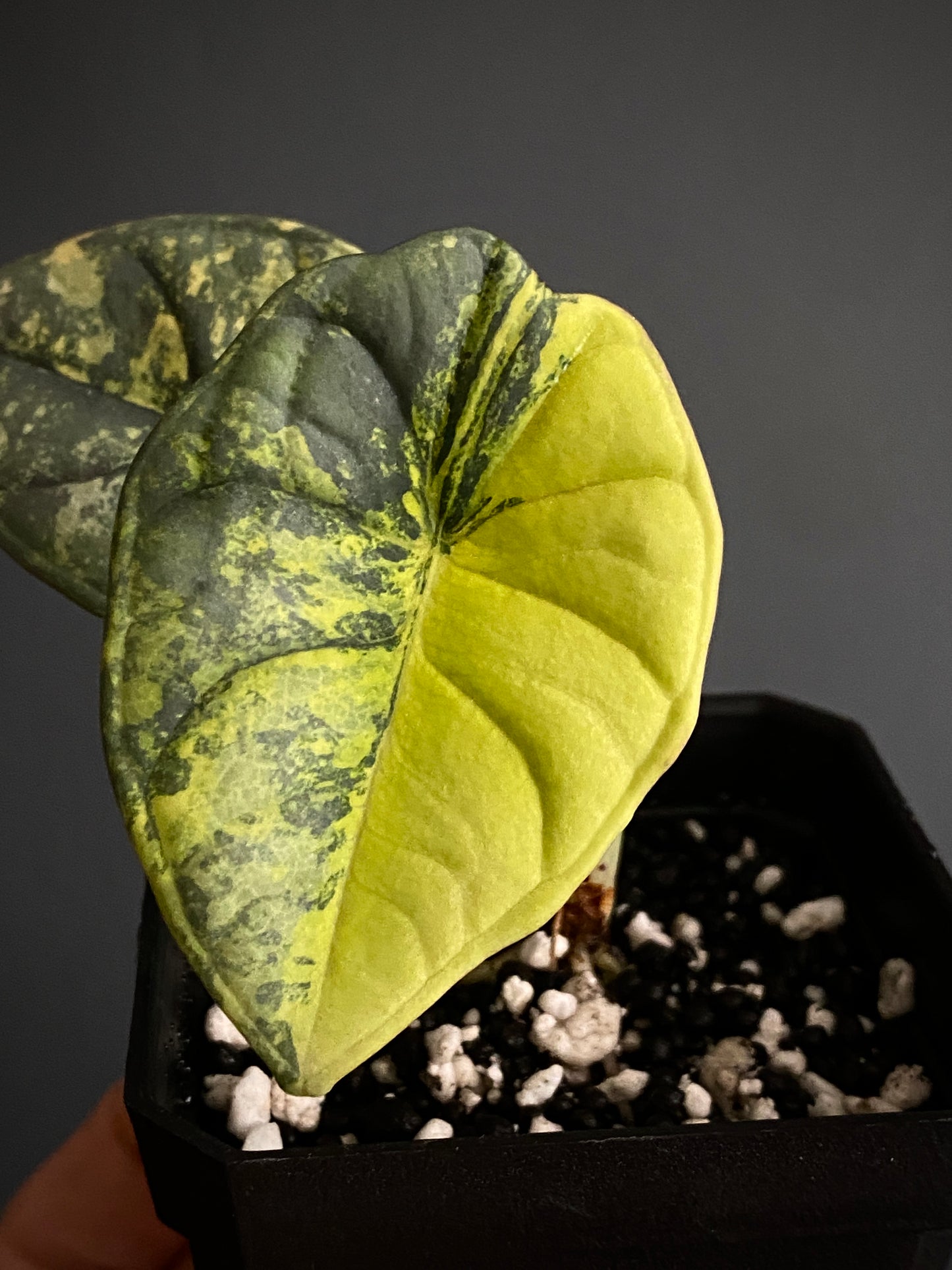 Alocasia Nebula aurea | 7 cm pot