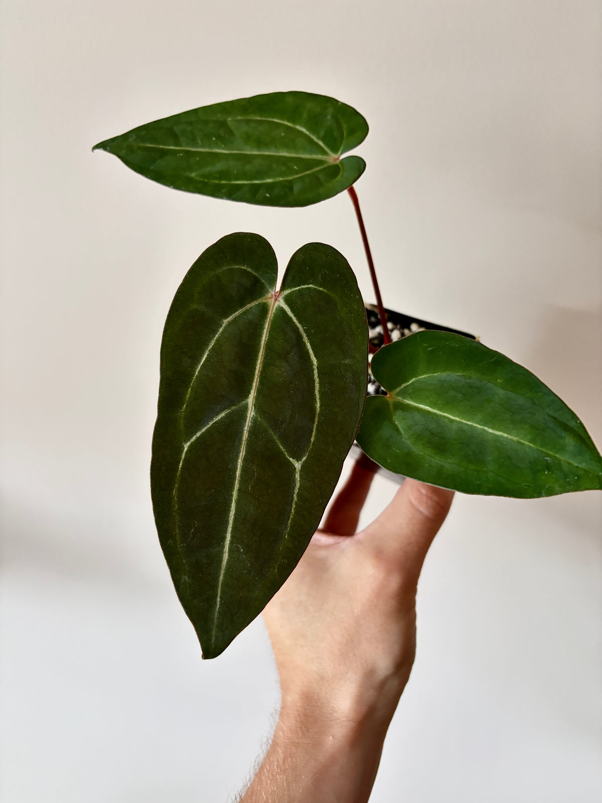 Anthurium Dark Knight X Carlablackiae | 7 cm pot