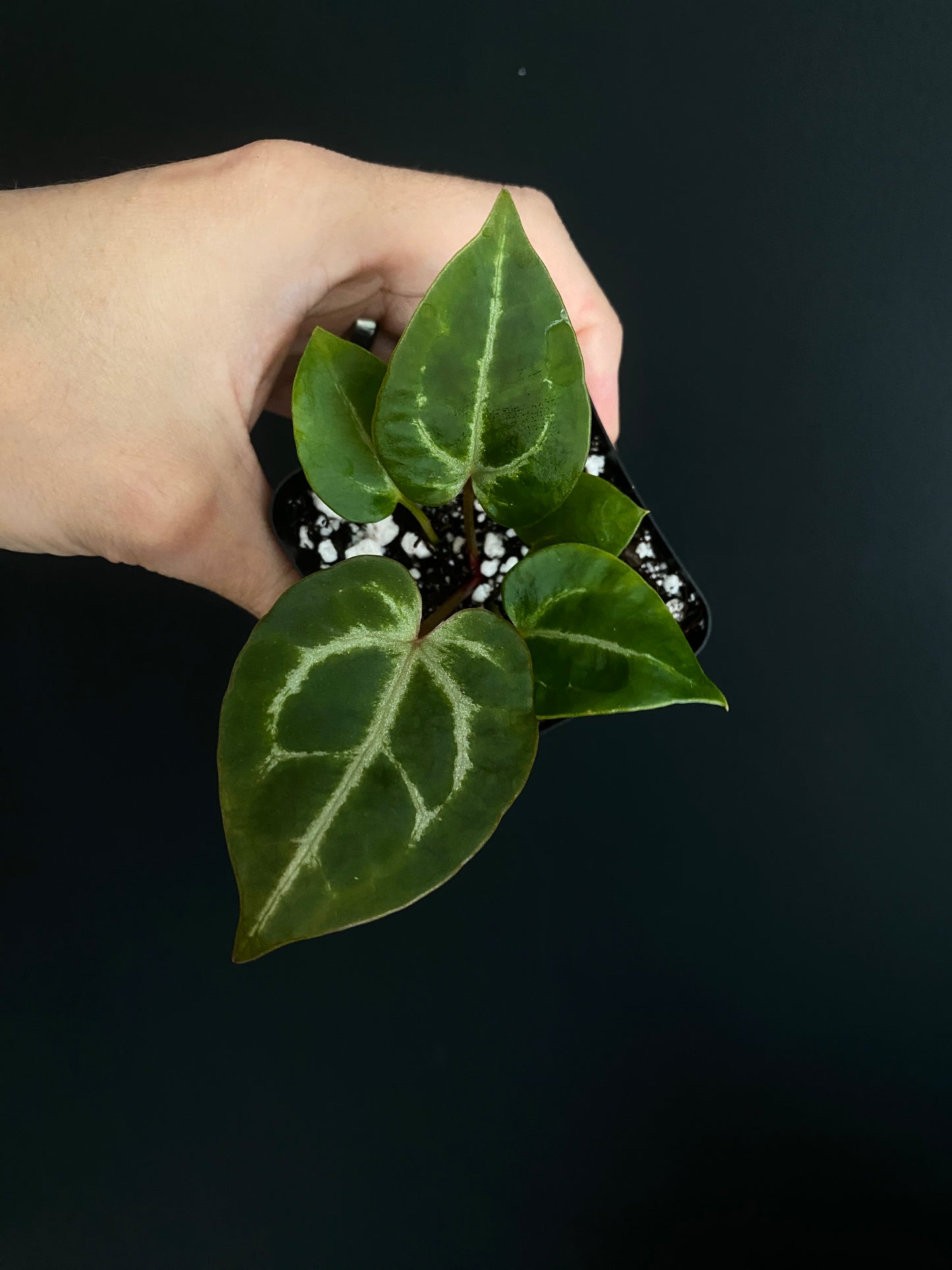 Anthurium Crystal var x Michelle (non-variegated) | 6 cm pot