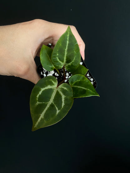 Anthurium Crystal var x Michelle (non-variegated) | 6 cm pot
