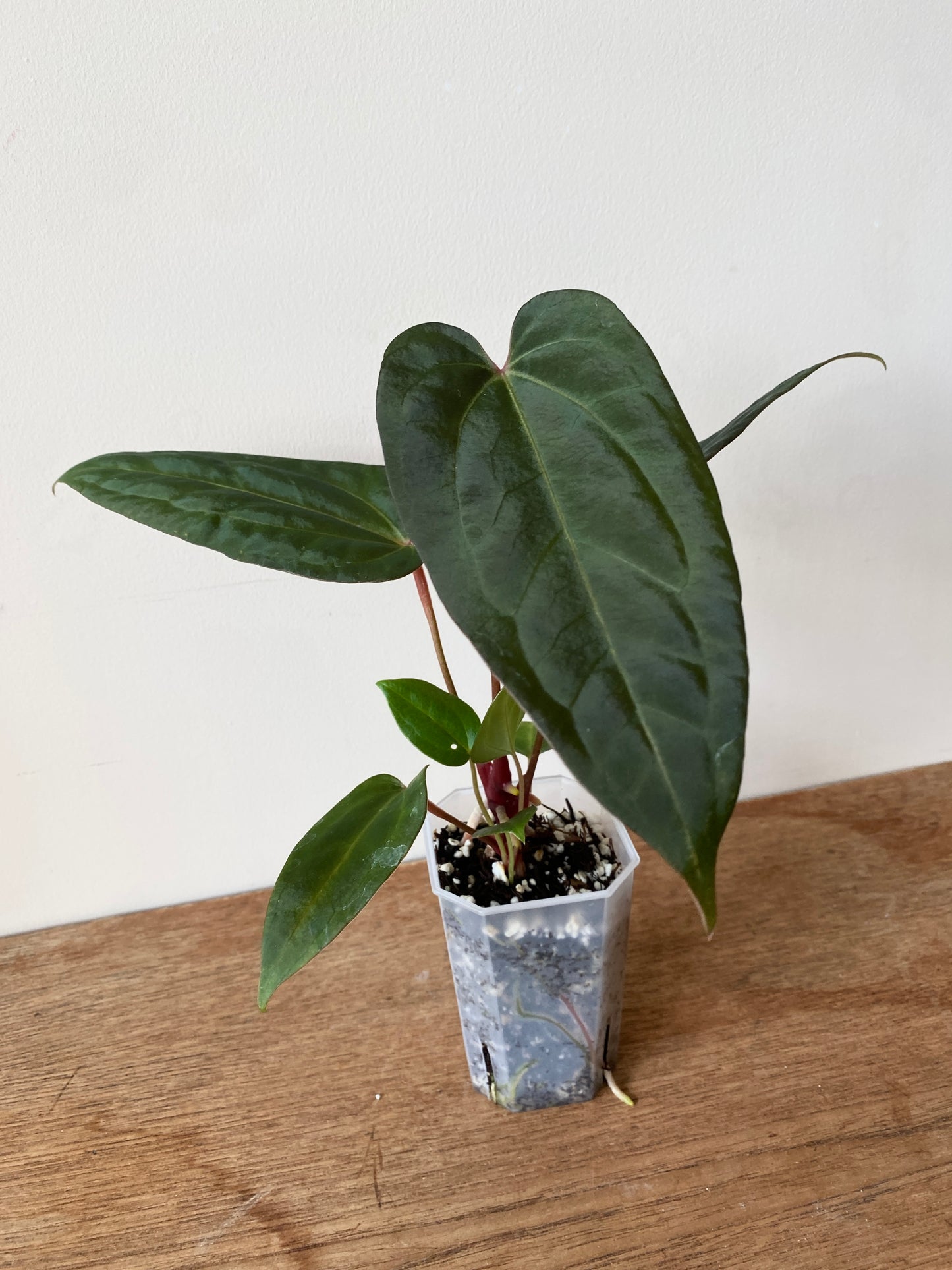 Anthurium Papillilaminum x DocBlock Red Crystal X long NoID | 7 cm pot