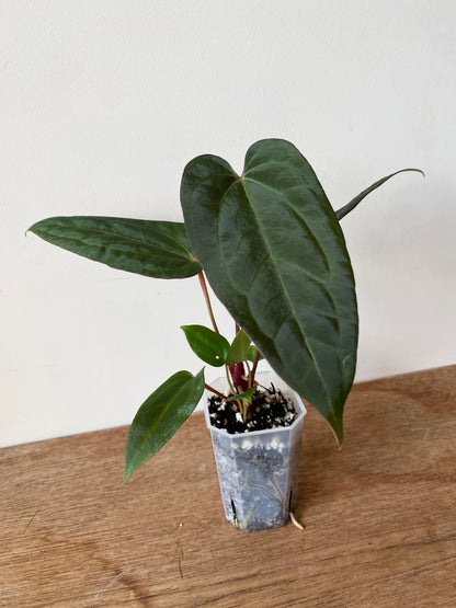 Anthurium Papillilaminum x DocBlock Red Crystal X long NoID | 7 cm pot