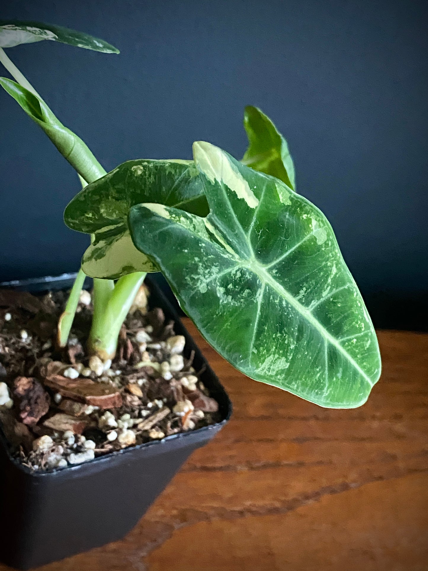 Alocasia Frydek Albo variegated | 7 cm pot