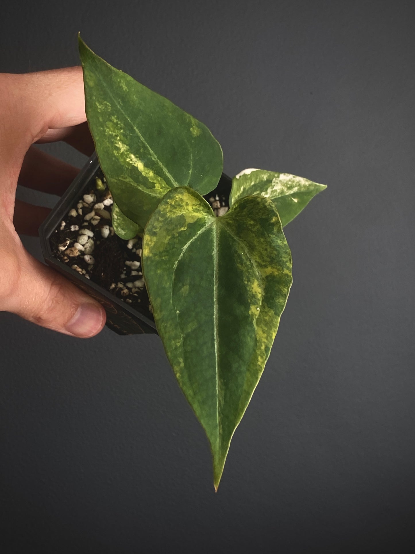 Anthurium Papillilaminum Hb var X Forgetii | 7 cm pot