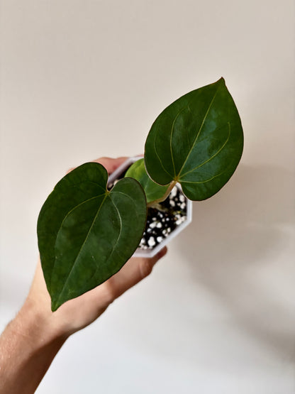 Anthurium King of Spades (KOS/HU) | 7 cm pot