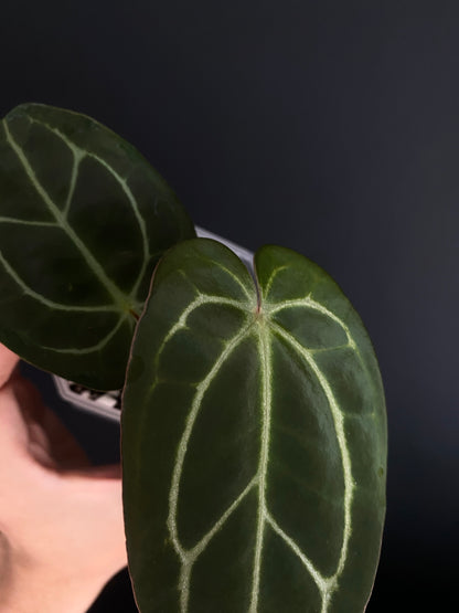 Anthurium Dark Web X Carlablackiae 'Marcella' | 7 cm pot