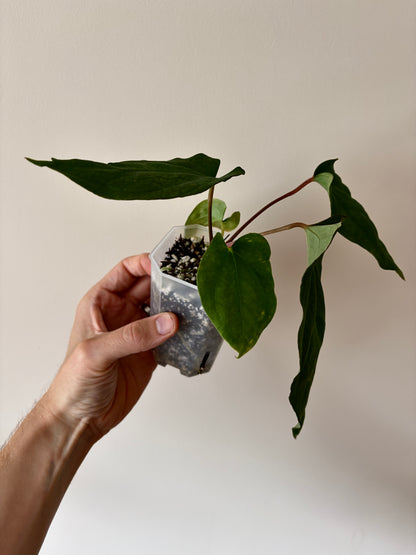 Anthurium Golden Eagle X BVEP (R.FxF) | 7 cm pot [A]
