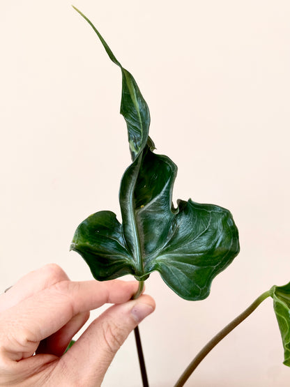 Alocasia Teletubbies | 10 cm pot