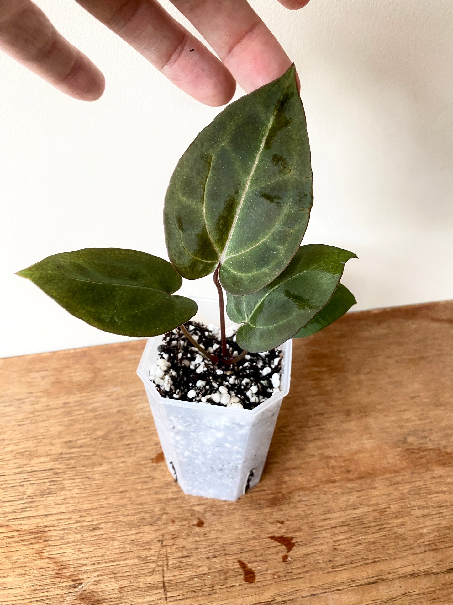 Anthurium Black Widow x Michelle S1 | 7 cm pot [B]