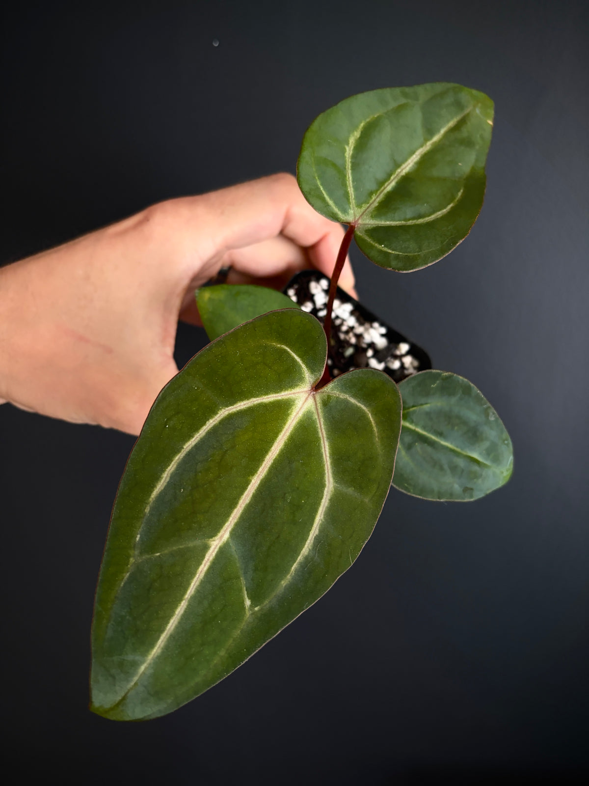 Anthurium Dark Knight X Carlablackiae | 7 cm pot