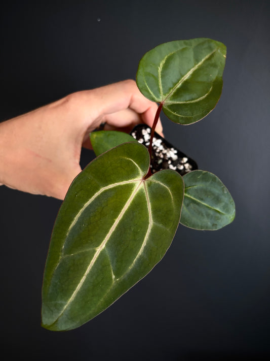 Anthurium Dark Knight X Carlablackiae | 7 cm pot