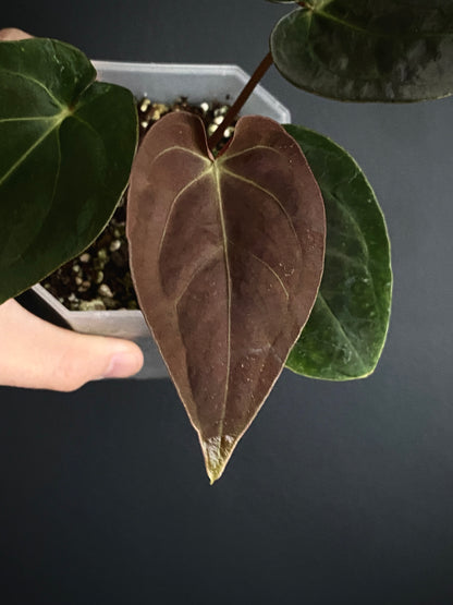 Anthurium Papillilaminum Legend x self | 9 cm pot