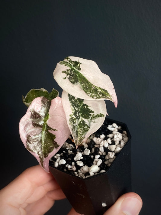 Alocasia Cuprea pink variegated | 5 cm pot