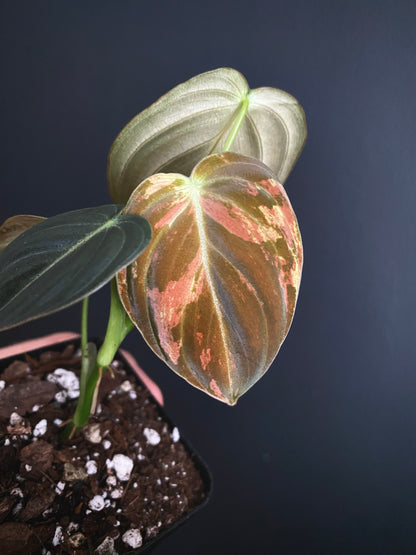 Philodendron Melanochrysum variegata | 7 cm pot