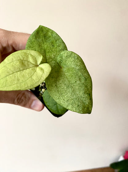 Anthurium Dark Phoenix mint variegated | 6 cm pot [A]