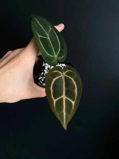Anthurium Zara F4 X Carlablackiae | 7 cm pot