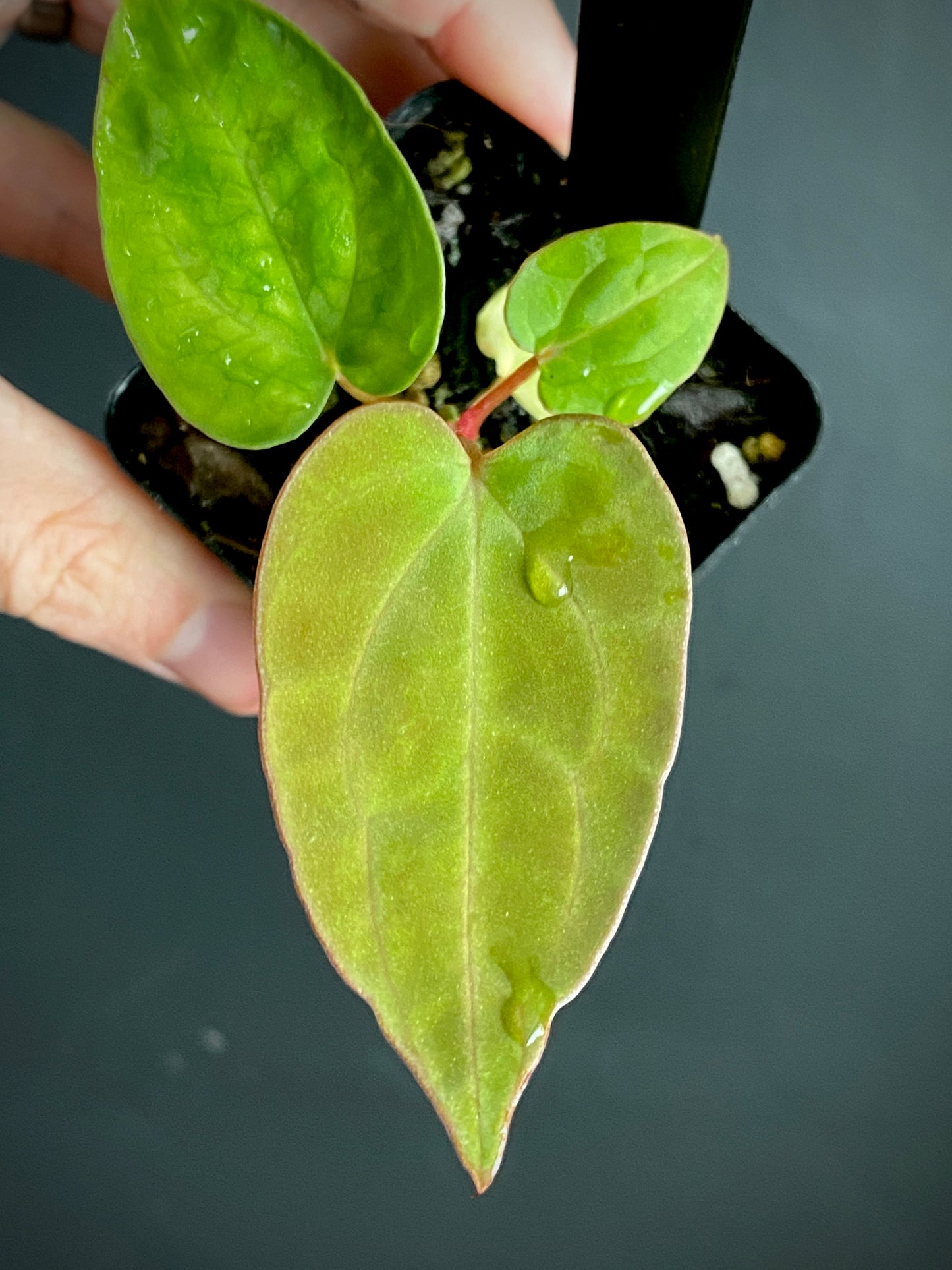 Anthurium Indo Black Widow X (Carlablackiae x Papillaminum) | 7 cm pot
