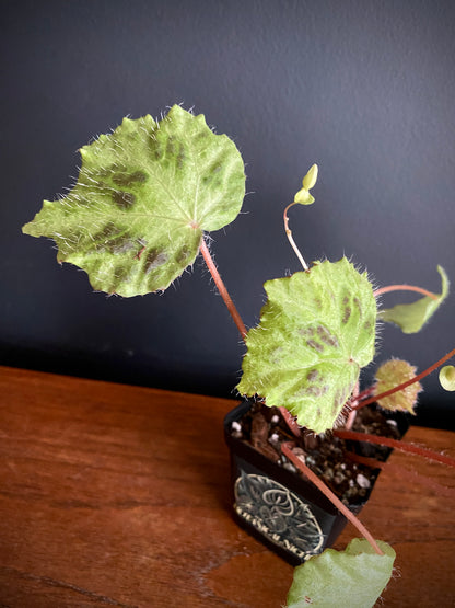 Begonia sp. Padang Lawas | 6 cm pot