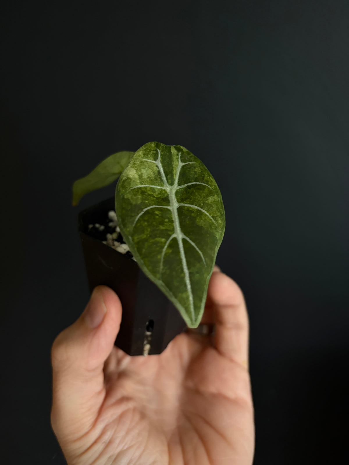 Alocasia Watsoniana doff albo/pink variegated | 5 cm pot