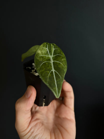 Alocasia Watsoniana doff albo/pink variegated | 5 cm pot