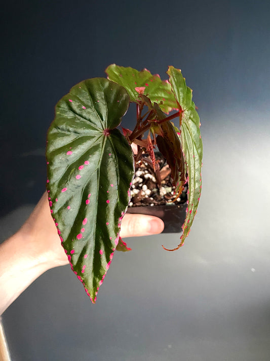 Begonia Negrosensis X Nothobaramensis | 6 cm pot [A]