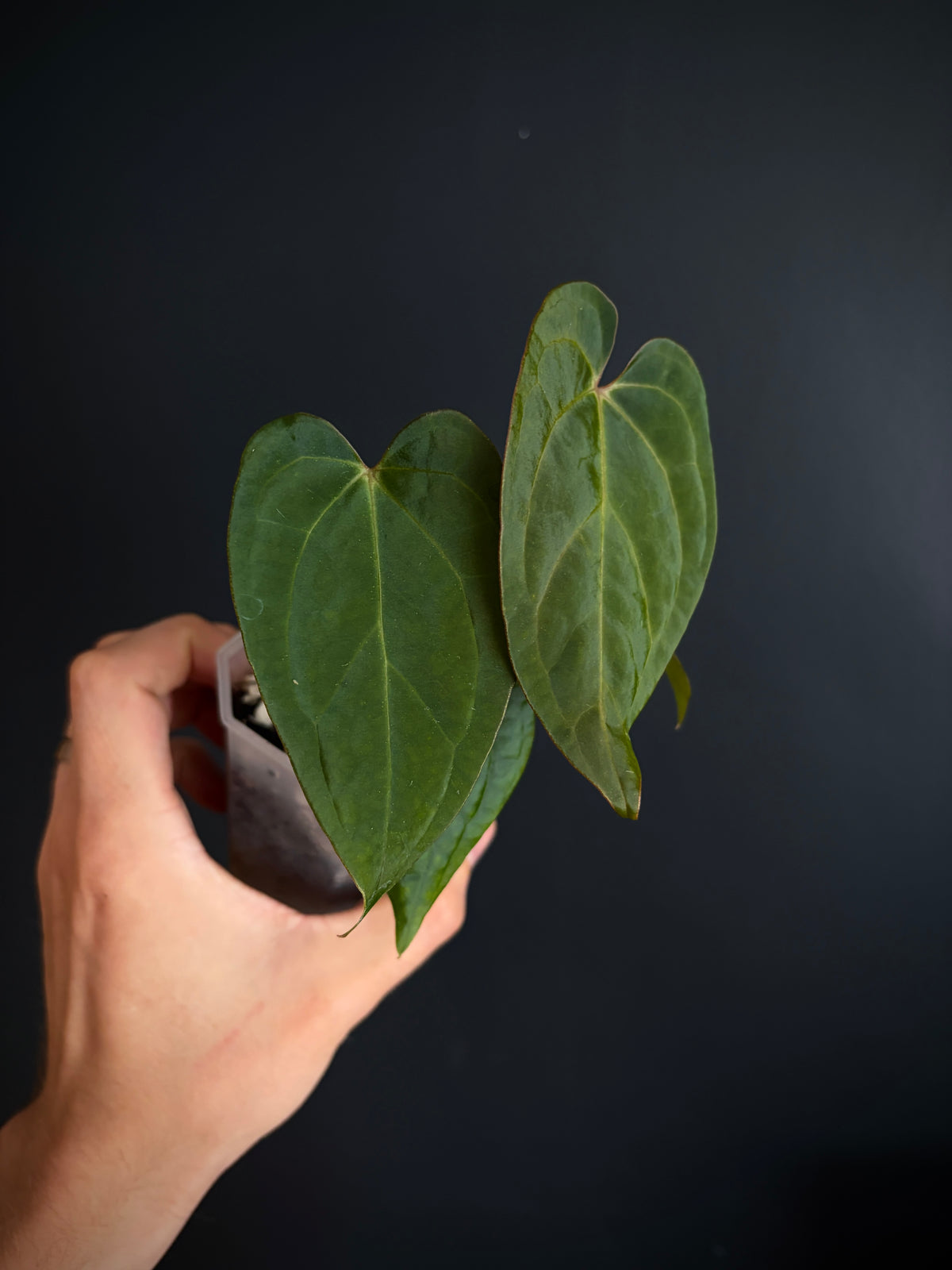 Anthurium King of Spades (KOS/HU) X RVDP | 7 cm pot