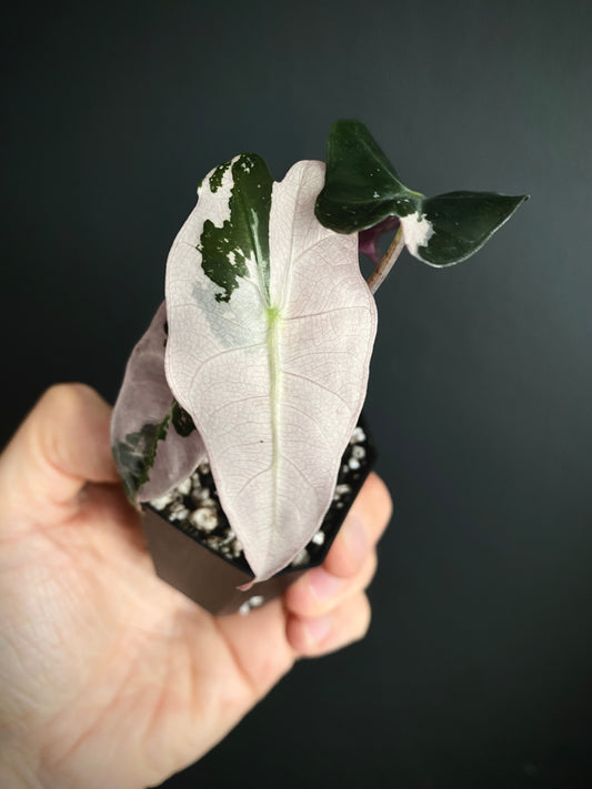 Alocasia Polly Pink variegated | 5 cm pot [C]