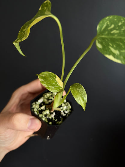 Monstera Deliciosa Electrolyte | 5 cm pot [A]