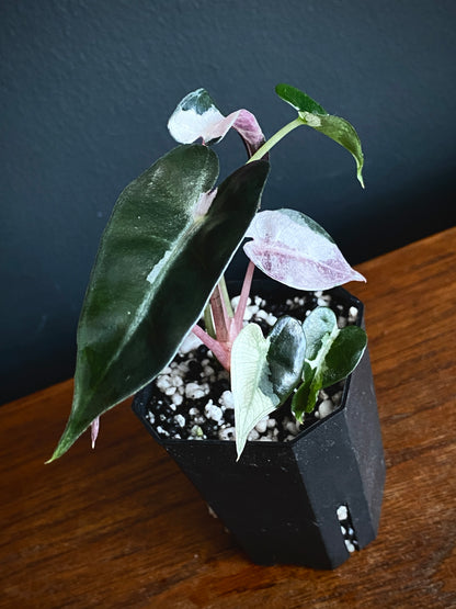 Alocasia Bambino Lava variegated | 5 cm pot