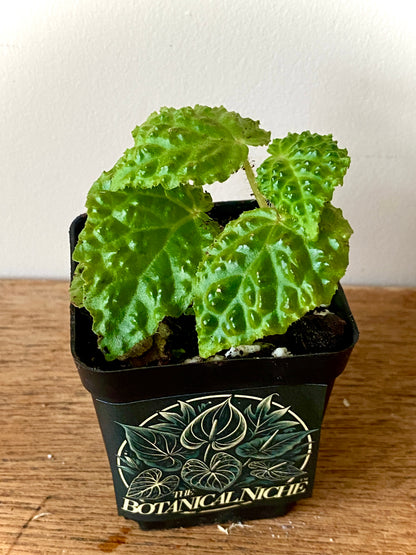 Begonia Dracopelta | 6 cm pot