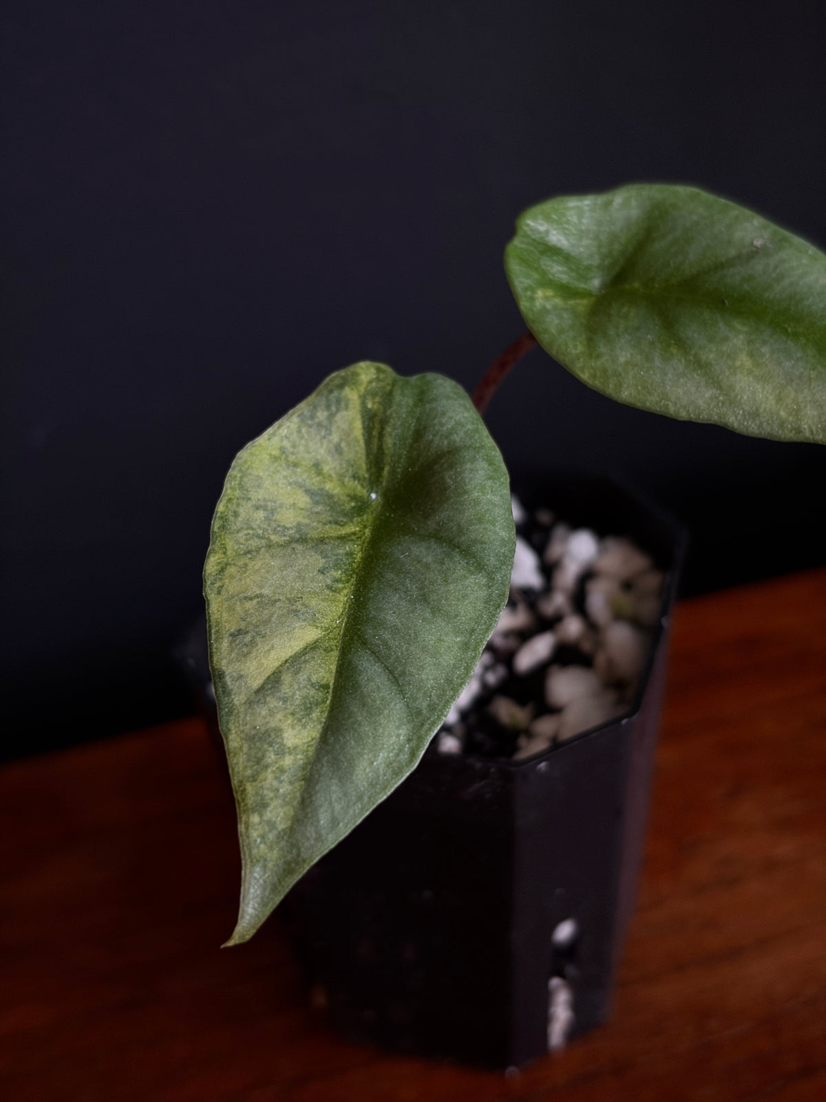 Alocasia Heterophylla Metallic Blue Aurea variegated | 5 cm pot
