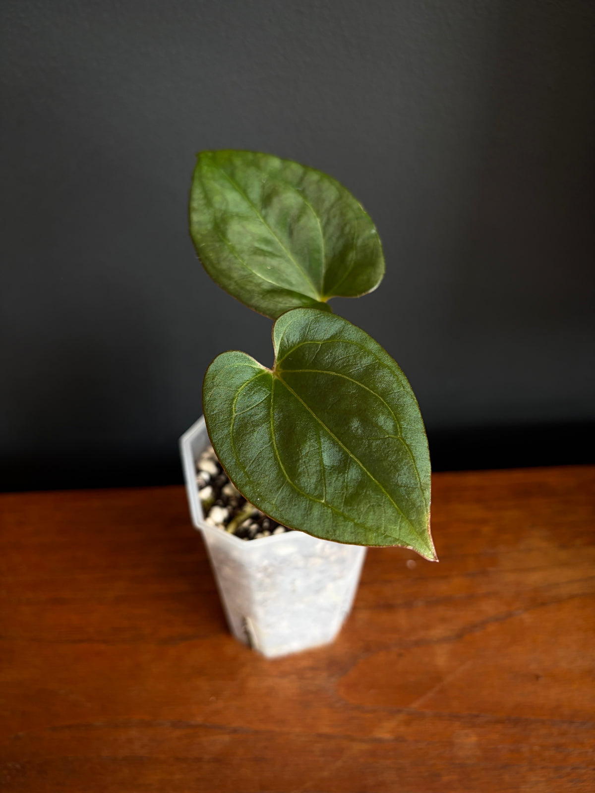 Anthurium King of Spades (KOS/HU) | 7 cm pot
