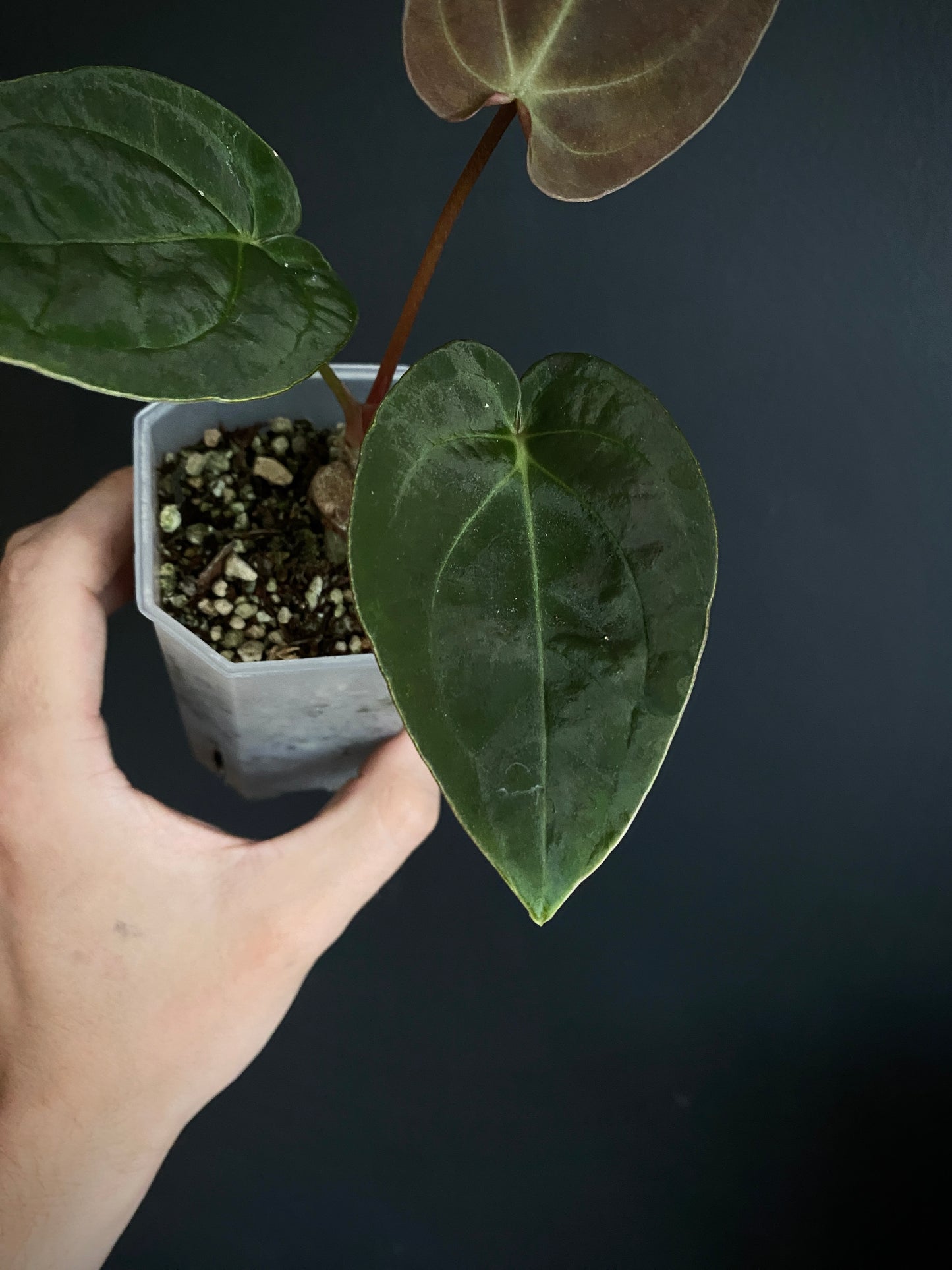 Anthurium Papillilaminum Legend x self | 7 cm pot [A]
