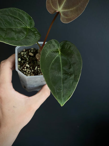 Anthurium Papillilaminum Legend x self | 7 cm pot [A]