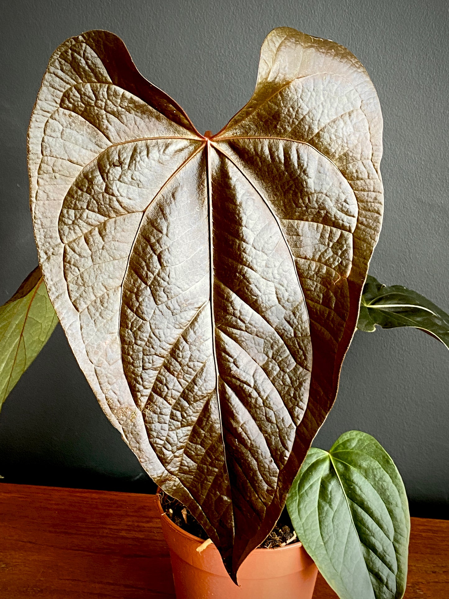 Anthurium Queen of Hearts | 12 cm pot (B)