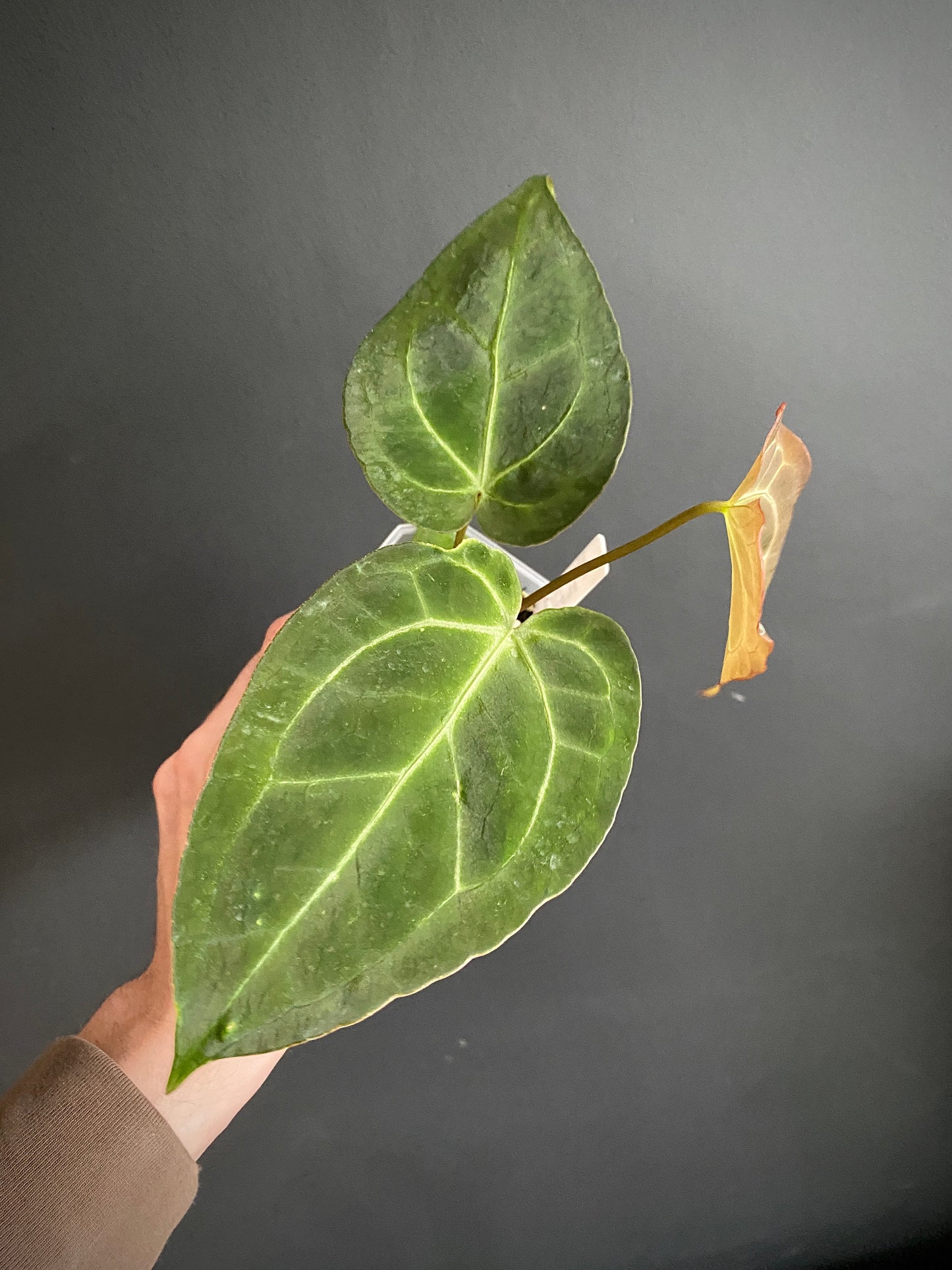 Anthurium Forgetii X Magnificum Silver | 7 cm pot