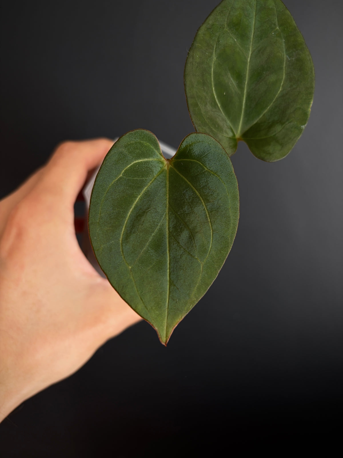 Anthurium King of Spades (KOS/HU) | 7 cm pot