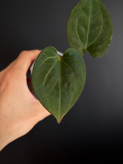 Anthurium King of Spades (KOS/HU) | 7 cm pot