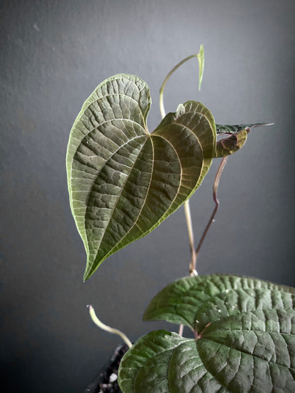 Dioscoria Discolor | 7 cm pot