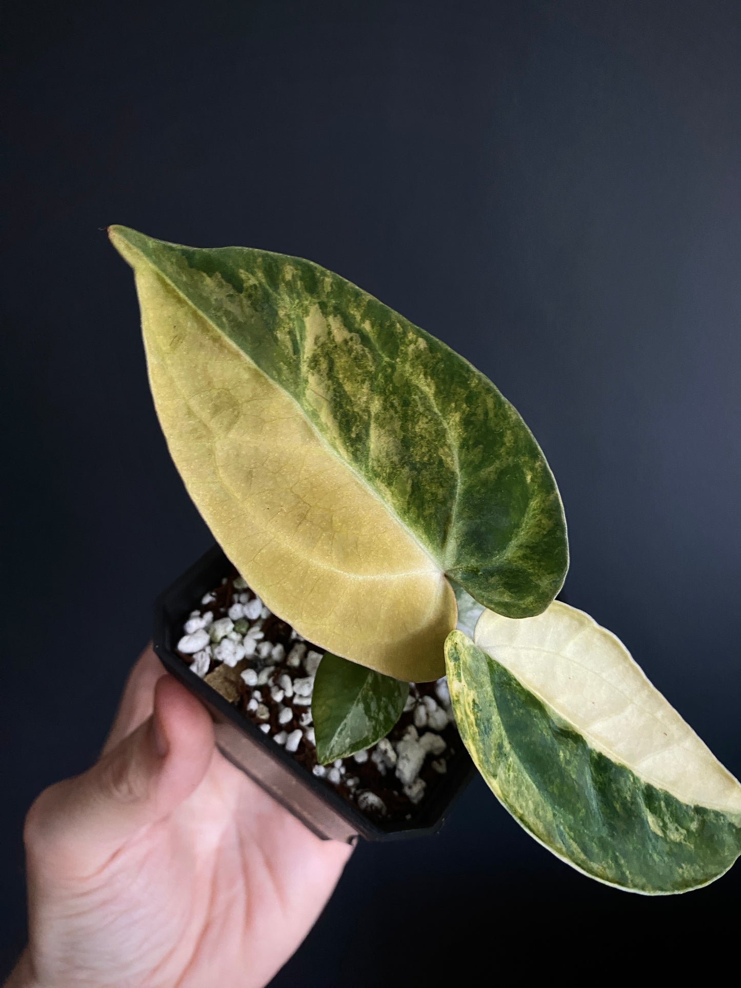 Anthurium Pap.Mag var X AOS (SKG) | 7 cm pot